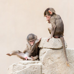 Image showing Baby baboon learning to eat through play