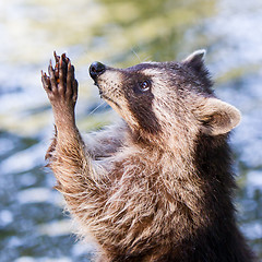 Image showing Racoon begging for food