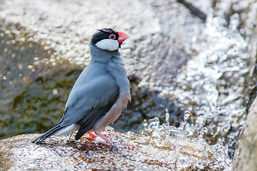 Image showing Java sparrow (Lonchura oryzivora)