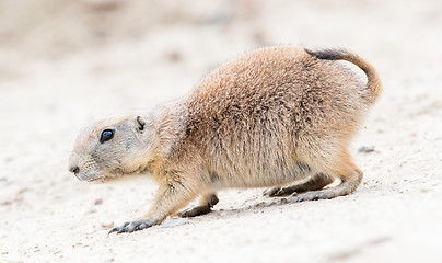 Image showing Black-Tailed prairie dog in it\'s natural habitat