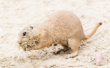 Image showing Black-Tailed prairie dog in it\'s natural habitat