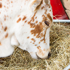 Image showing Close up of cow eating hay