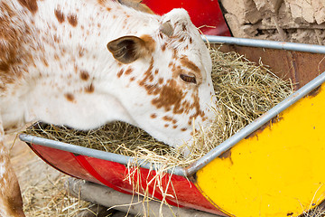 Image showing Close up of cow eating hay