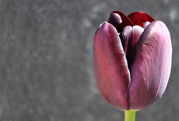 Image showing Flowering Tulip