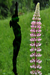 Image showing Woman with lupine in yoga position