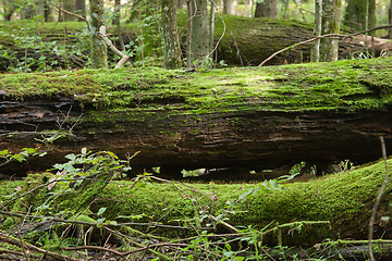 Image showing Dead oaks lying moss wrapped