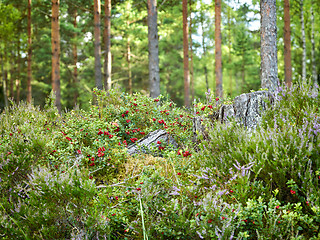 Image showing beautiful wild forest closeup