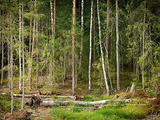 Image showing wild forest in europe