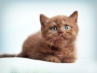 Image showing brown british short hair kitten