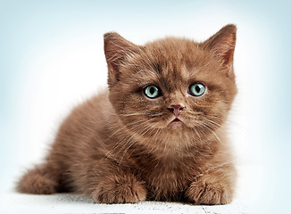 Image showing brown british short hair kitten