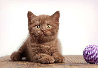 Image showing brown british short hair kitten