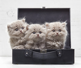 Image showing beautiful british long hair kittens