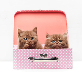 Image showing beautiful kittens in suitcase