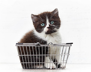 Image showing kitten sitting in metal shopping basket