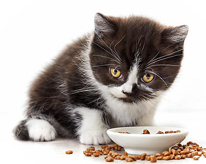 Image showing kitten and cat food