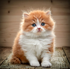 Image showing beautiful british long hair kitten