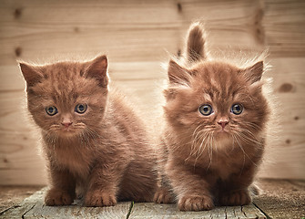 Image showing beautiful brown british kittens