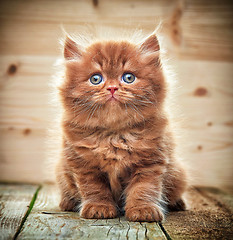 Image showing beautiful british long hair kitten