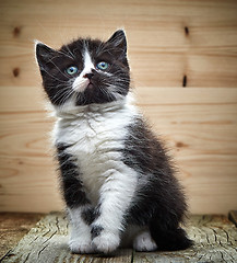 Image showing beautiful black and white color british short hair kitten