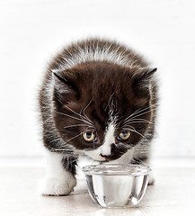 Image showing beautiful kitten drinking water