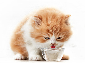 Image showing beautiful kitten drinking water