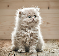 Image showing beautiful small kitten