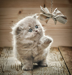 Image showing beautiful british long hair kitten