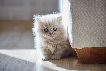 Image showing beautiful small british long hair kitten