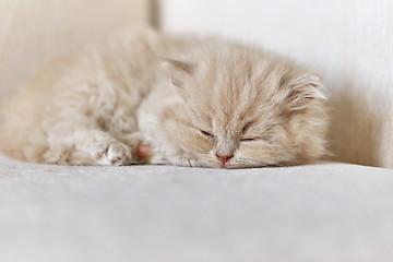 Image showing british long hair kitten sleeping on sofa