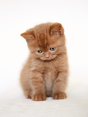 Image showing sad british short hair kitten