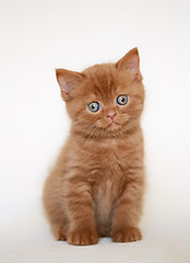 Image showing beautiful british short hair kitten