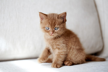 Image showing beautiful small british short hair kitten