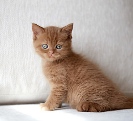 Image showing beautiful british short hair kitten