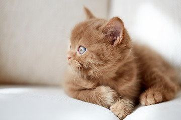 Image showing beautiful british cinnamon color kitten 