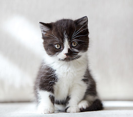 Image showing beautiful british black and white shorthair kitten