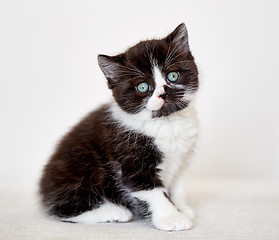 Image showing black and white color british short hair kitten