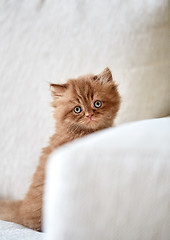 Image showing beautiful british long hair kitten