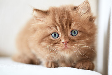 Image showing beautiful small kitten