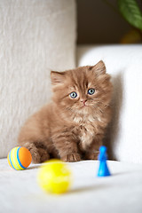 Image showing beautiful small kitten