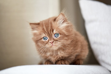 Image showing beautiful small kitten