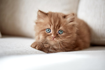 Image showing beautiful small kitten