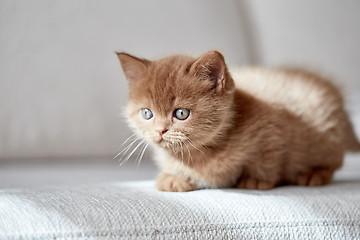 Image showing beautiful cinnamon color british short hair kitten