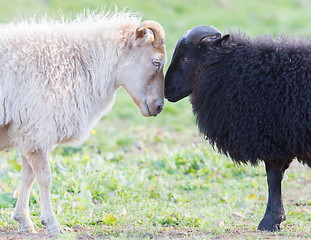 Image showing Black and white sheep on pasture -  Concent of love