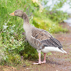Image showing Greylag Goose eating in a national park in Iceland
