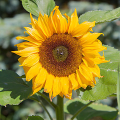 Image showing Single sunflower blooming