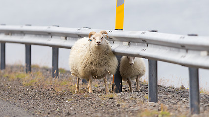 Image showing Two Icelandic sheep