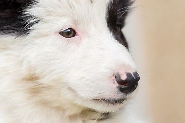 Image showing Small Border Collie puppy on a farm