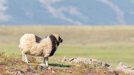 Image showing One Icelandic big horn sheep
