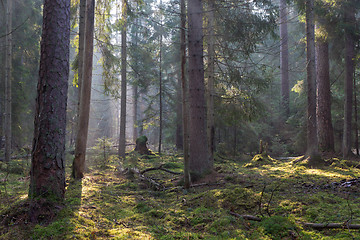 Image showing Sunbeam entering coniferous stand of Bialowieza Forest