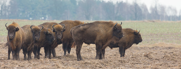 Image showing European Bison herd in snowless winter